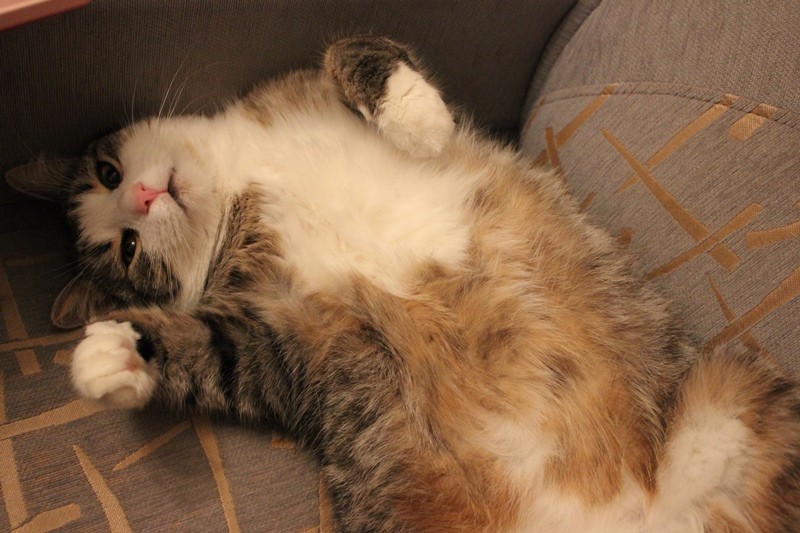 ���������