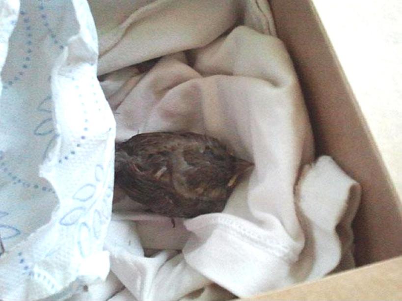 ���������