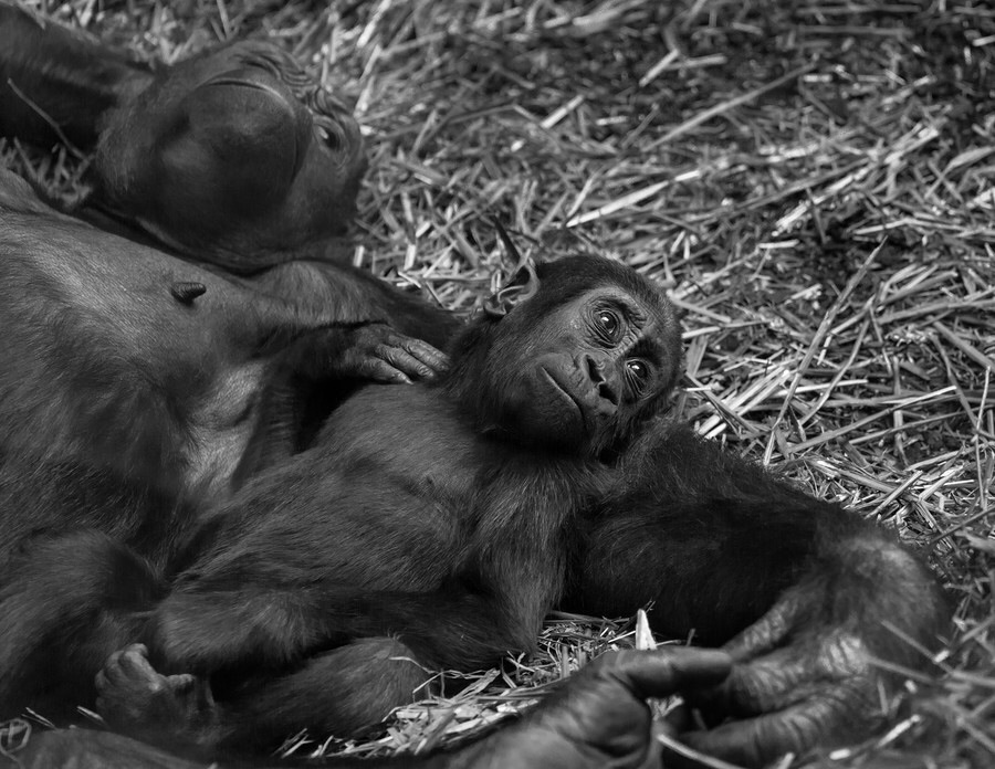 ���������