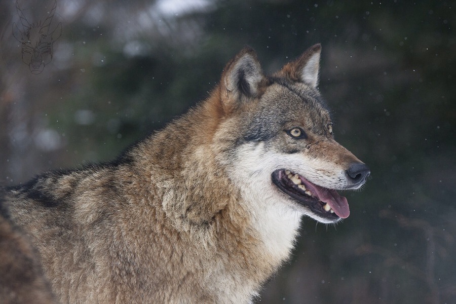 ���������