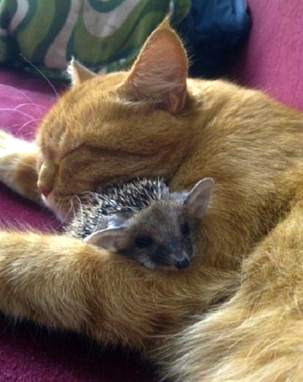 ���������