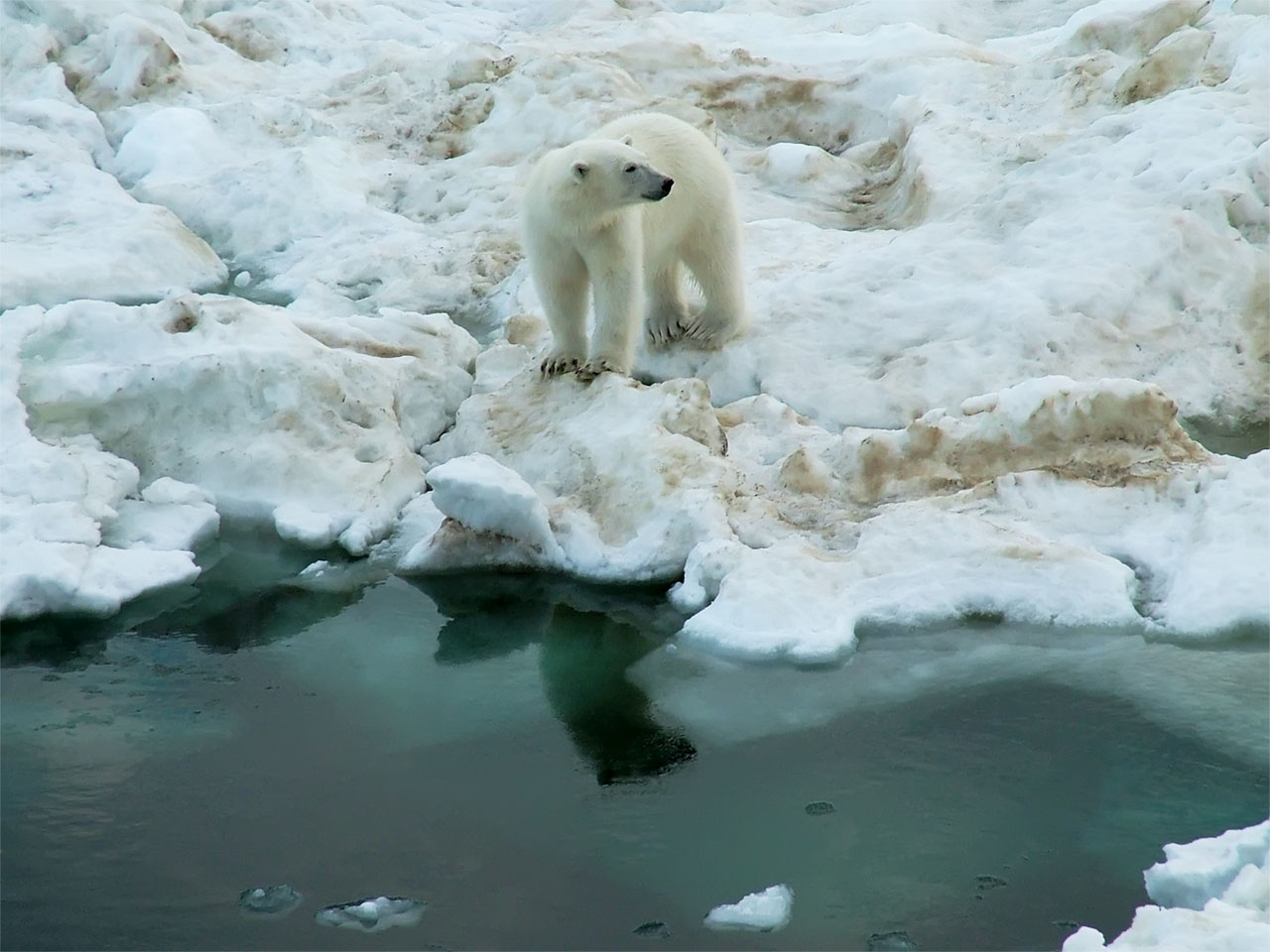 ���������