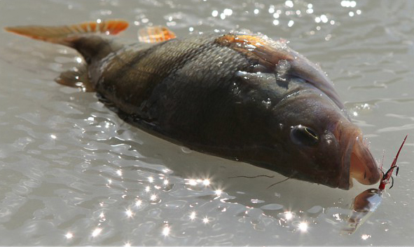 ���������