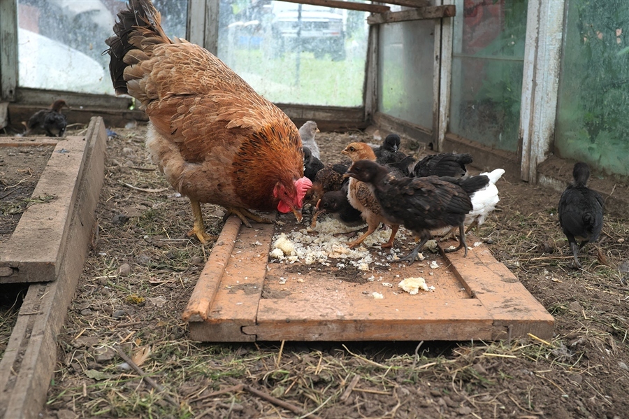 ���������