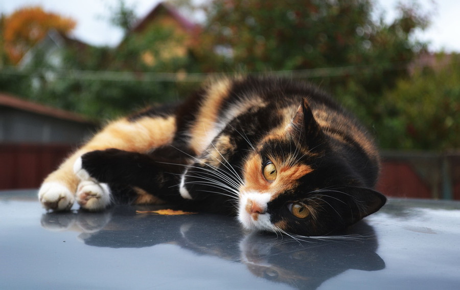 ���������