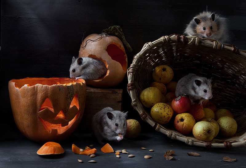 ���������