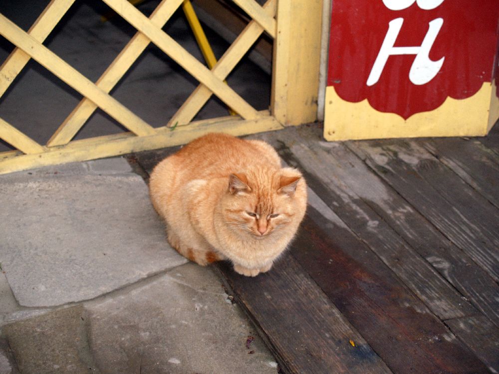 ���������