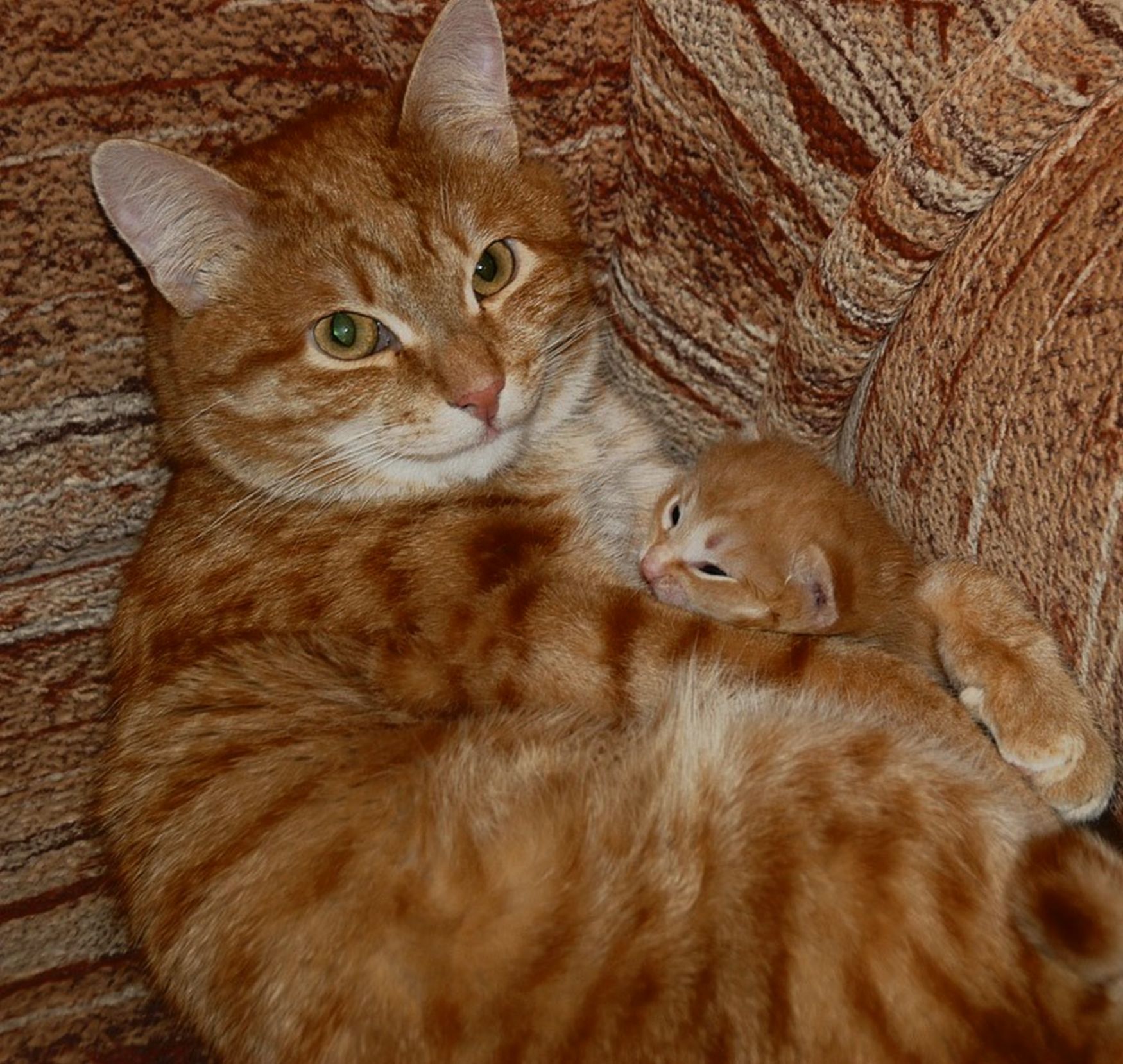 ���������