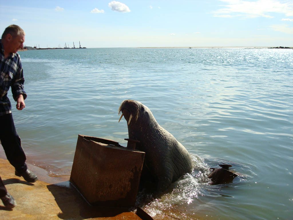 ���������