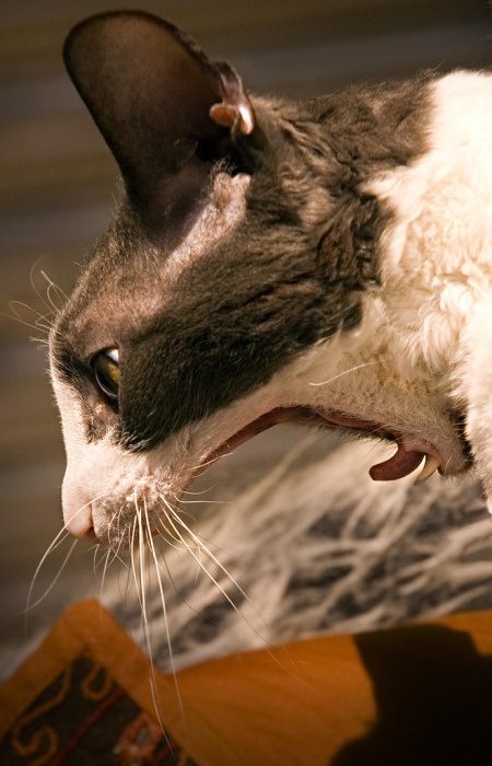 ���������