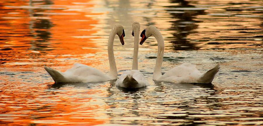 ���������