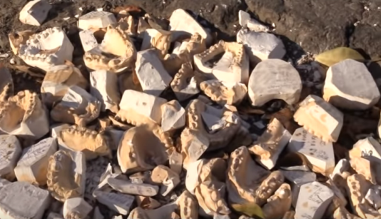 ���������