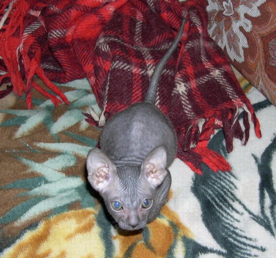 ���������