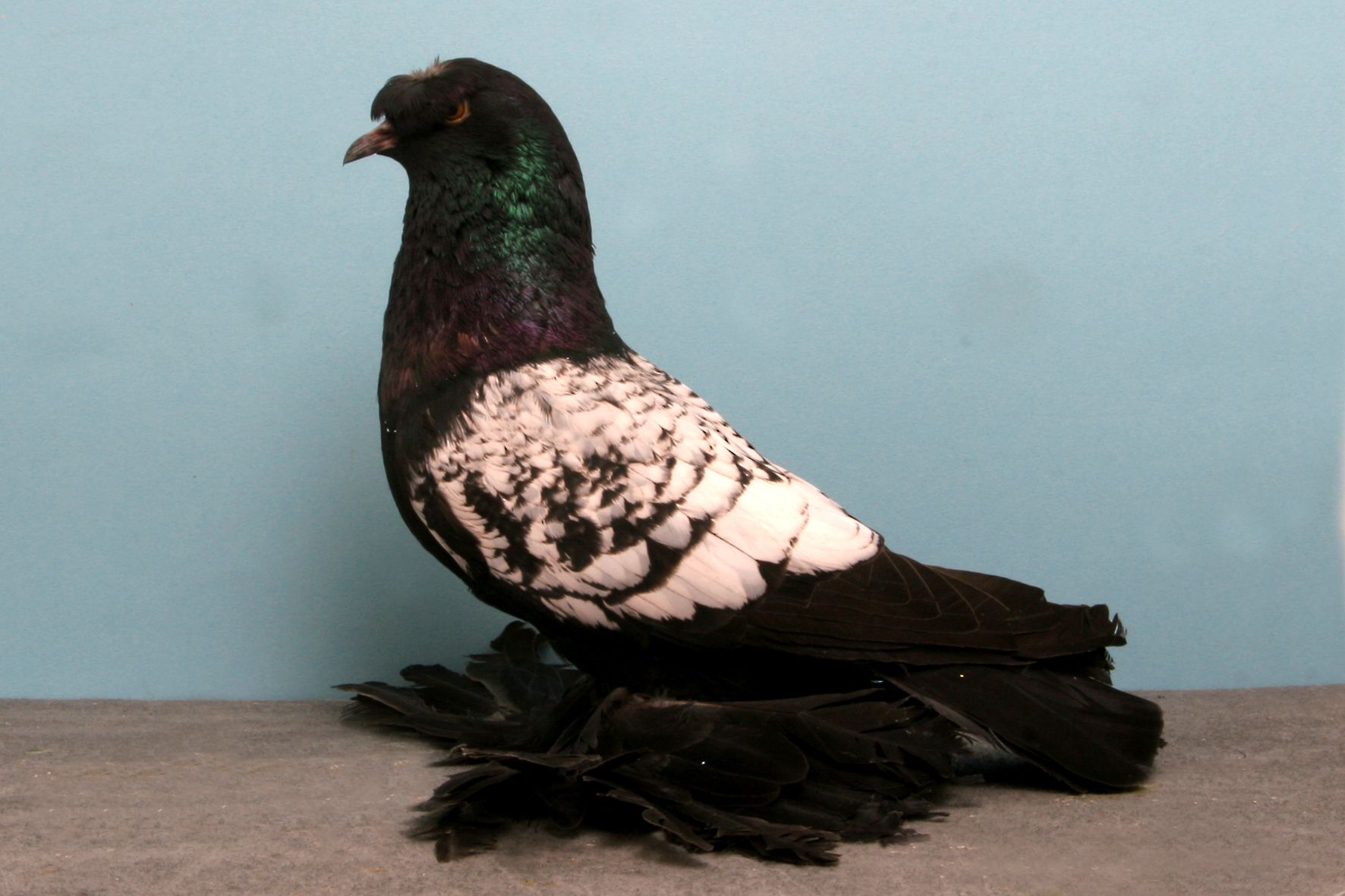 ���������