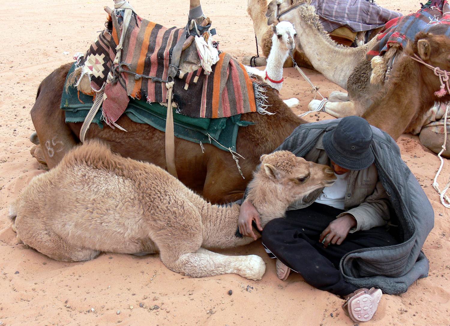 ���������