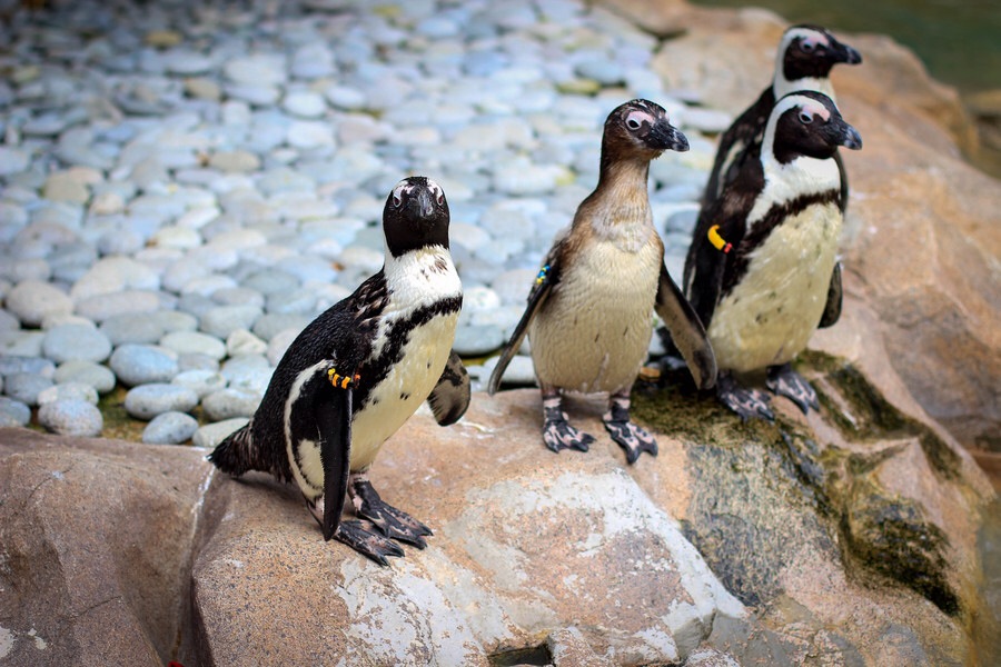 ���������