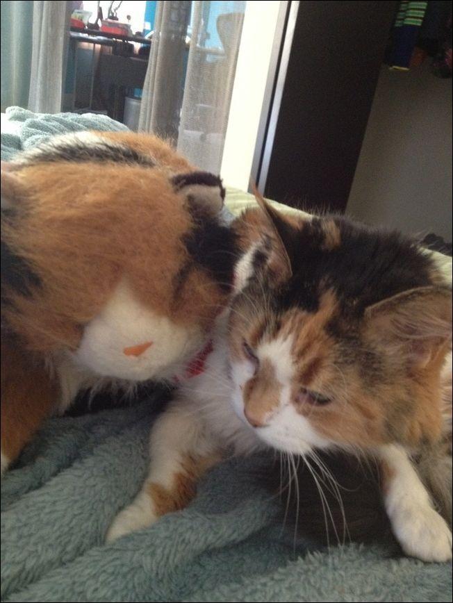 ���������