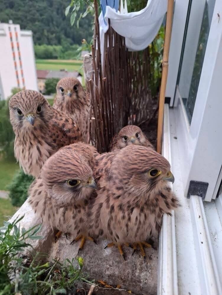 ���������