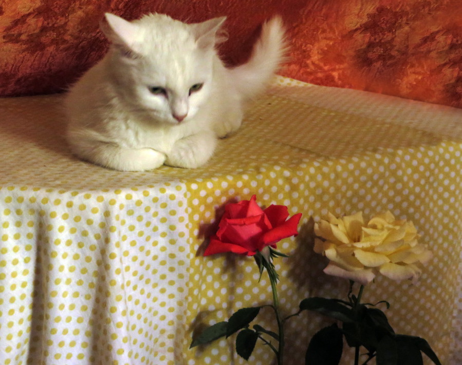 ���������