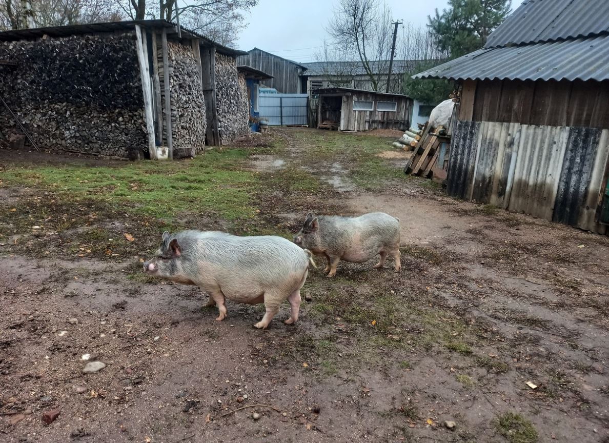 ���������