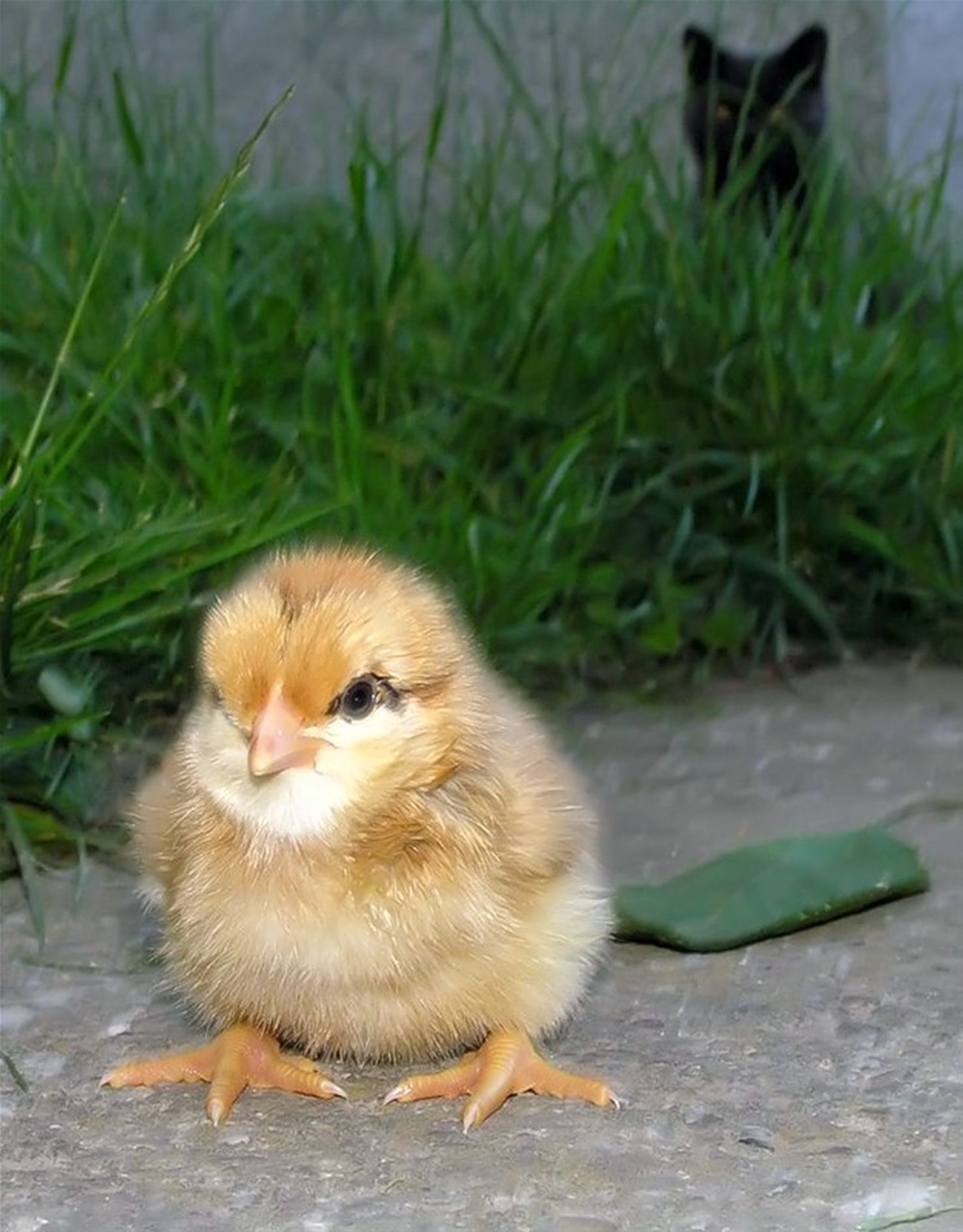 ���������