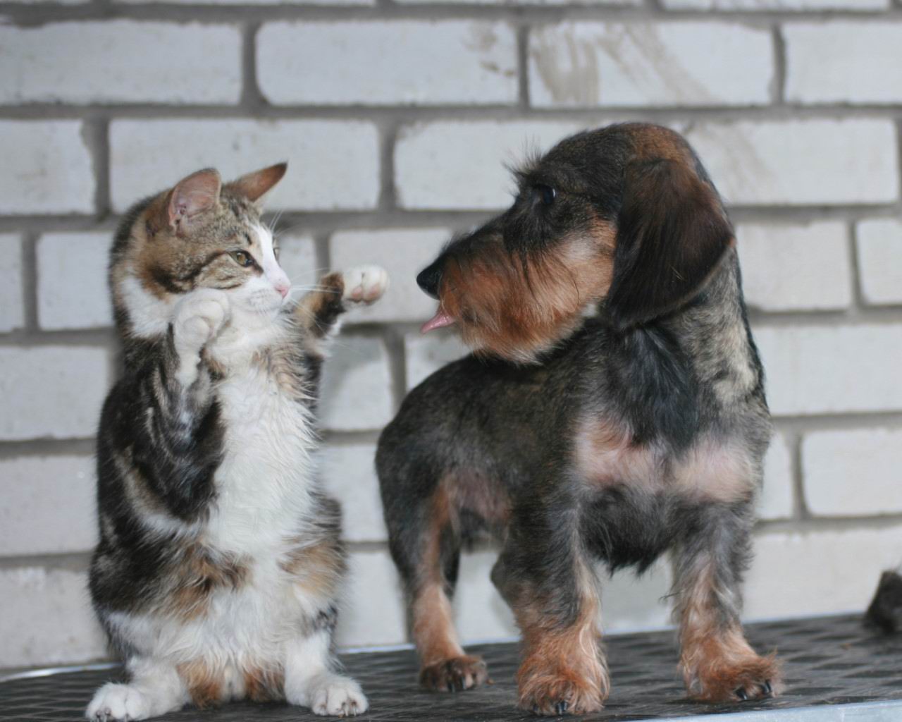 ���������