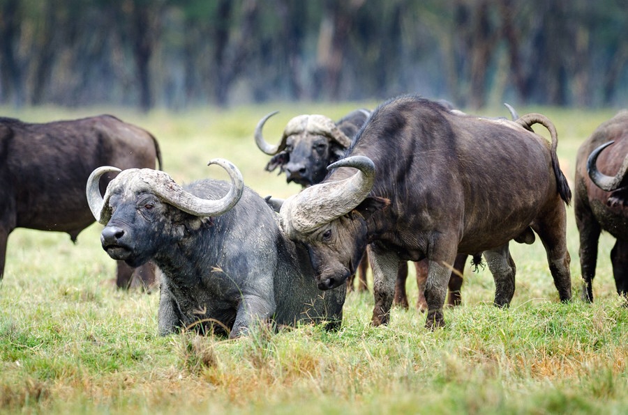 ���������