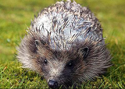 ���������