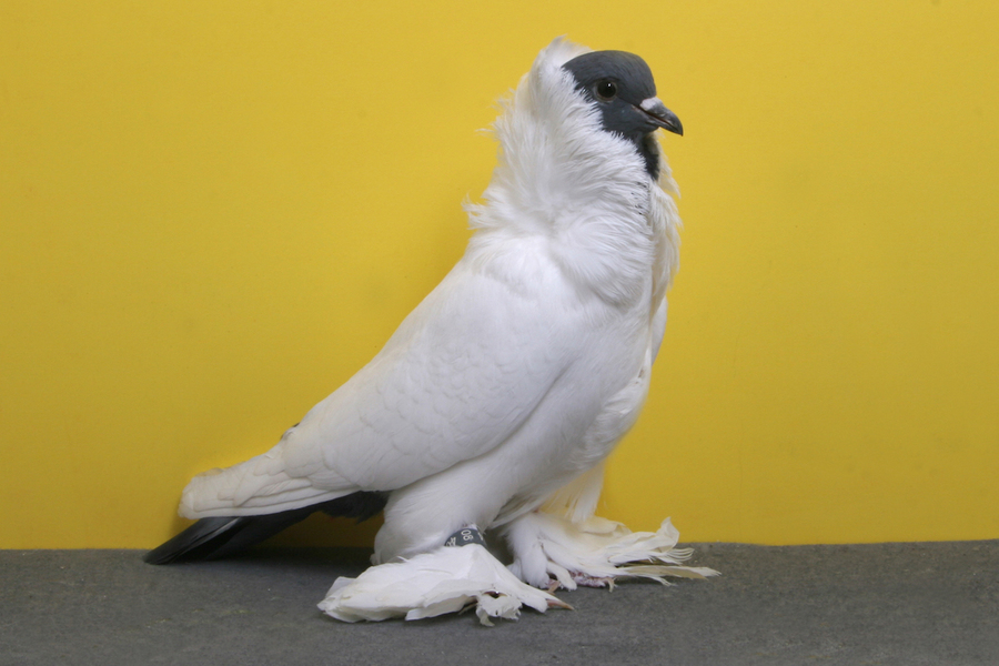 ���������