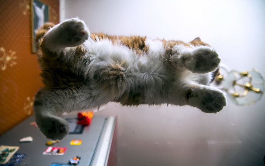 ���������