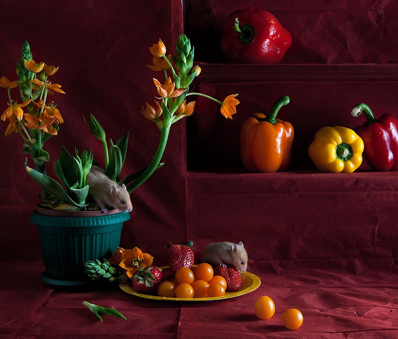 ���������