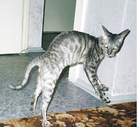 ���������