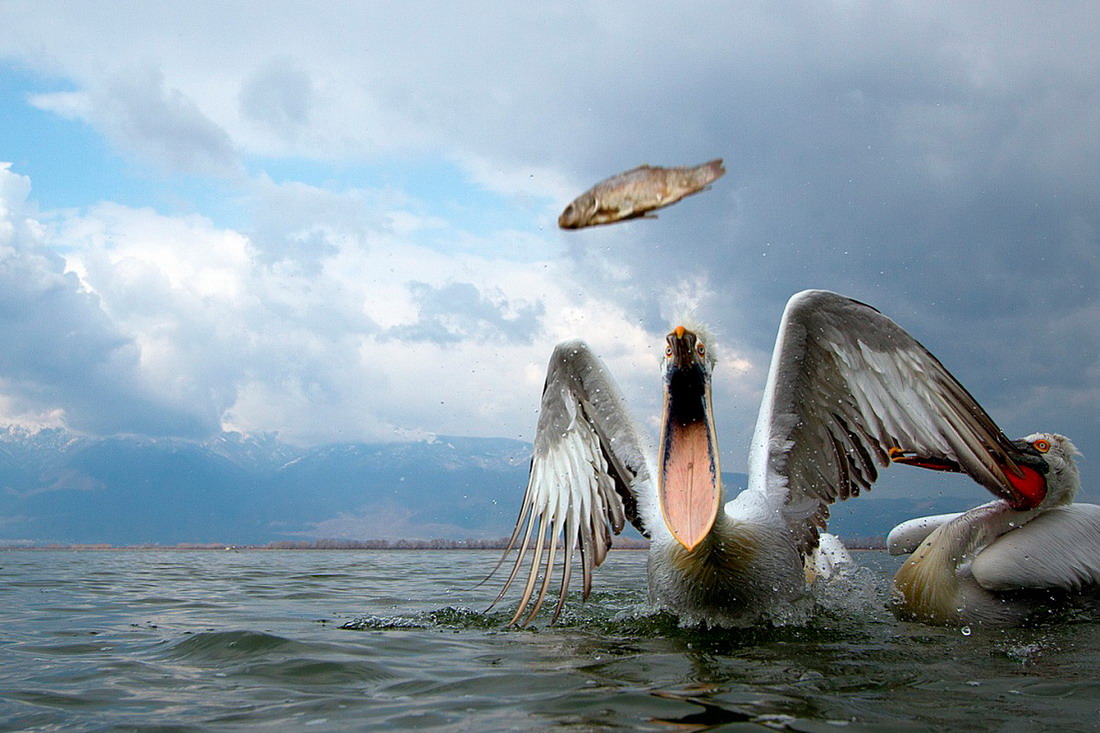 ���������