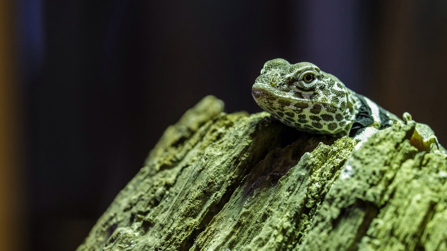 ���������