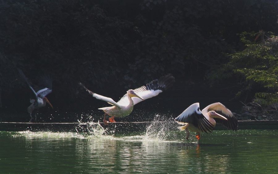 ���������