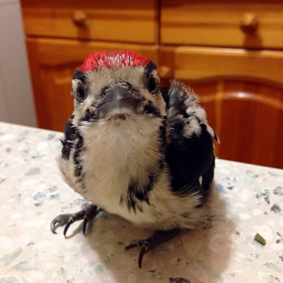 ���������