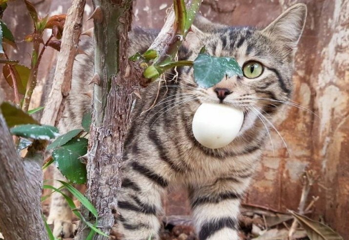 ���������