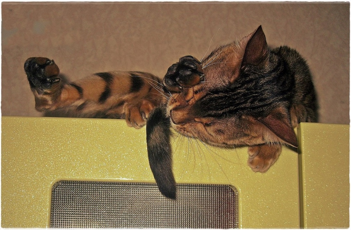 ���������