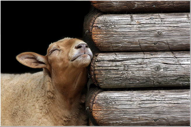 ���������