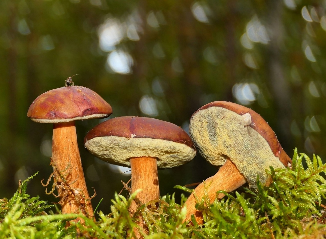 ���������