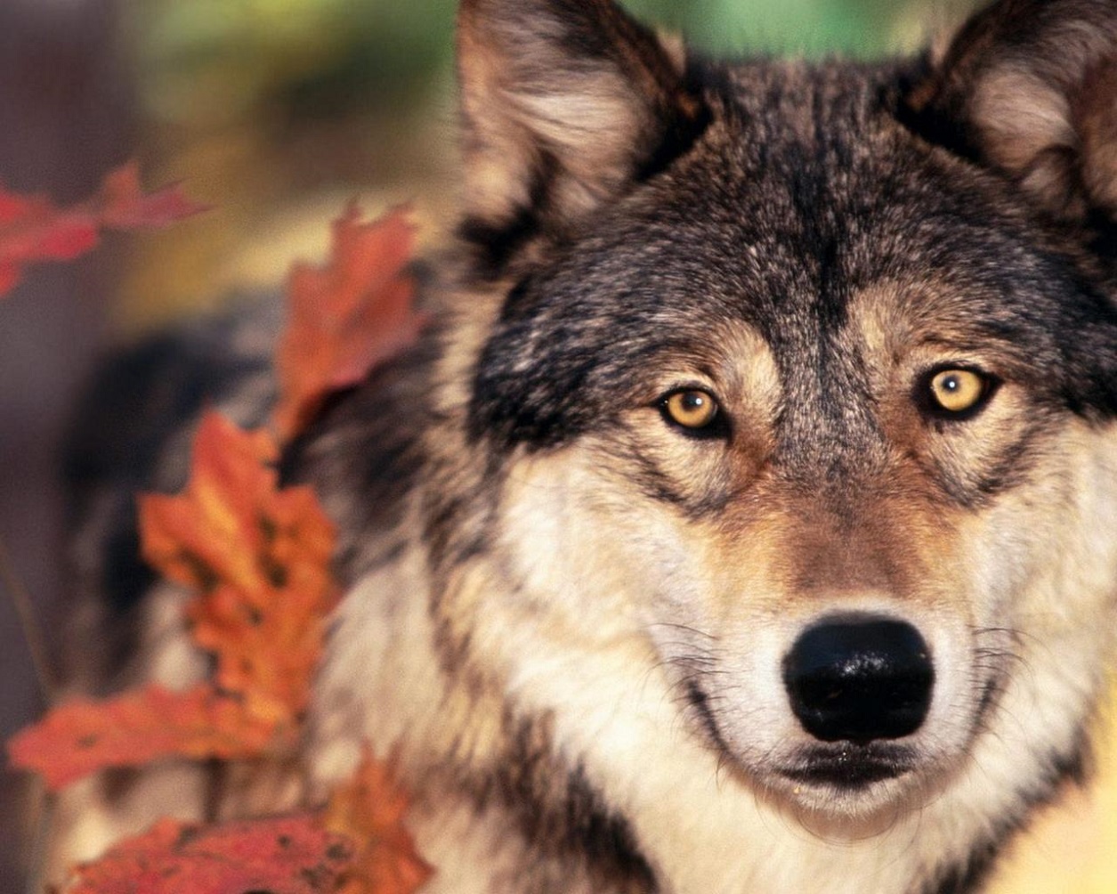 ���������