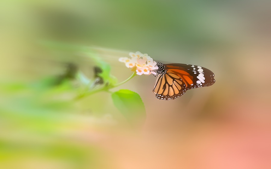 ���������