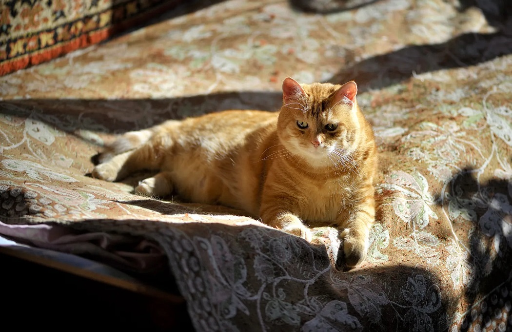 ���������