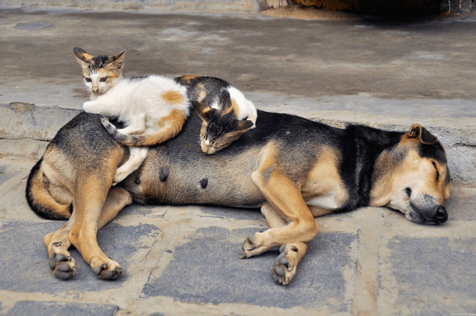 ���������