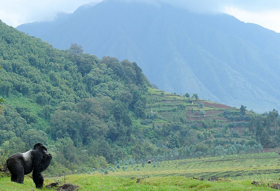 ���������