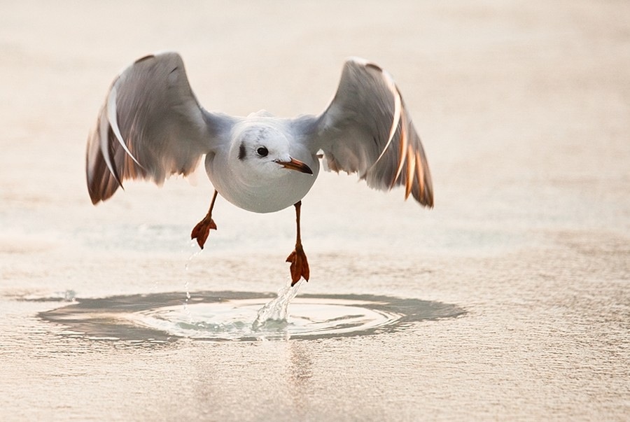 ���������