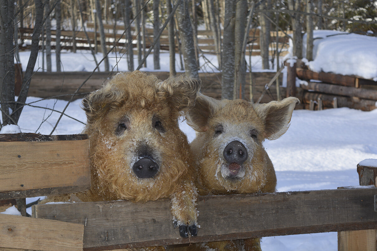 ���������