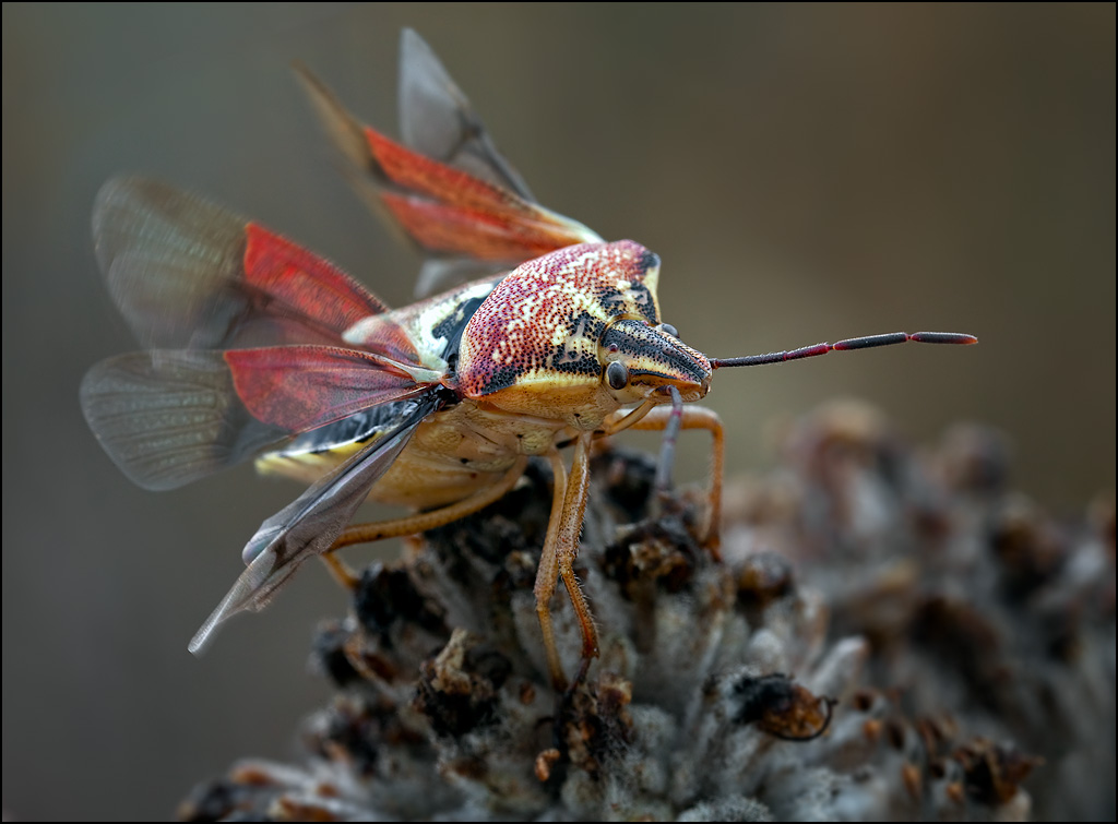 ���������