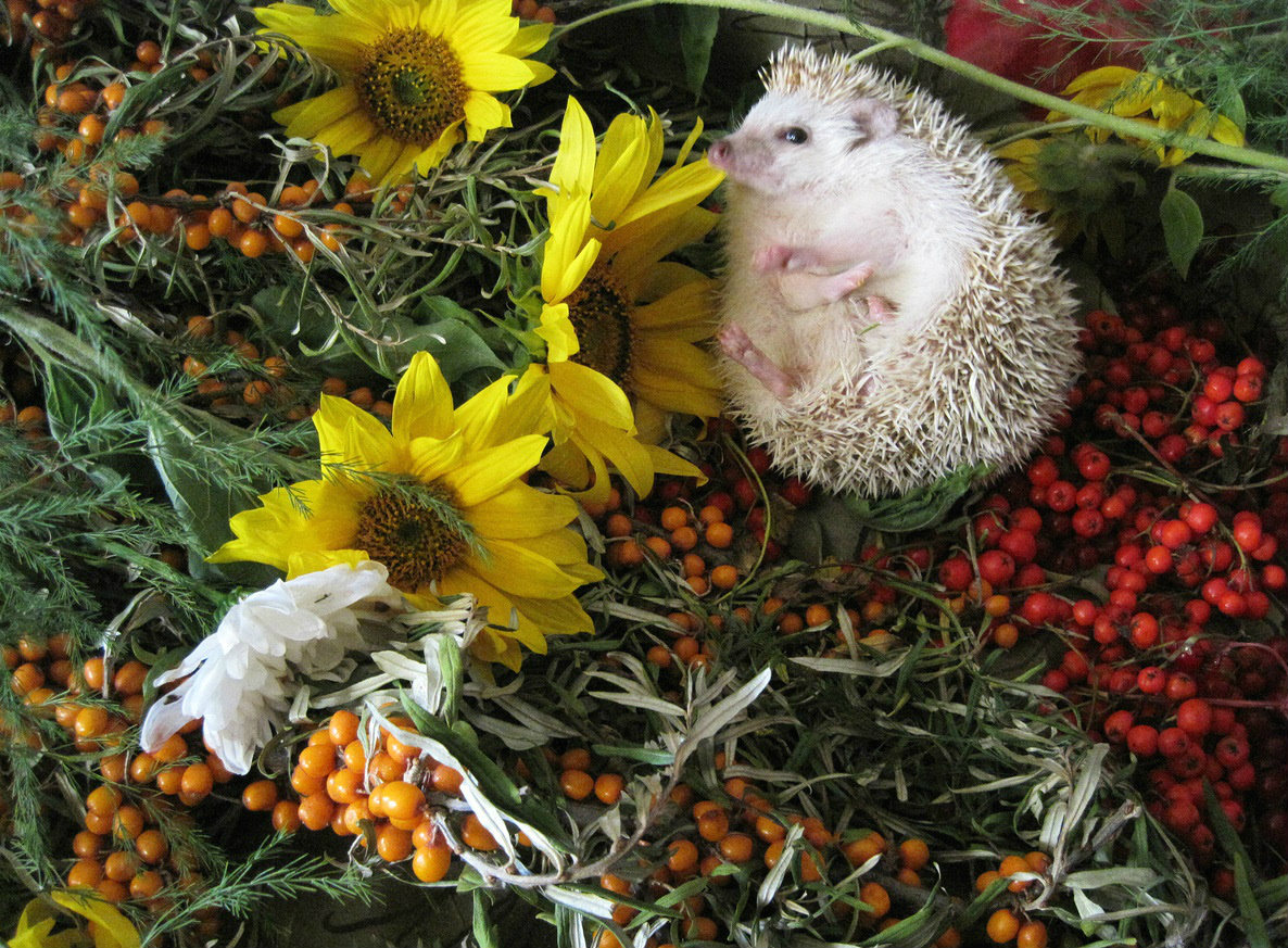 ���������