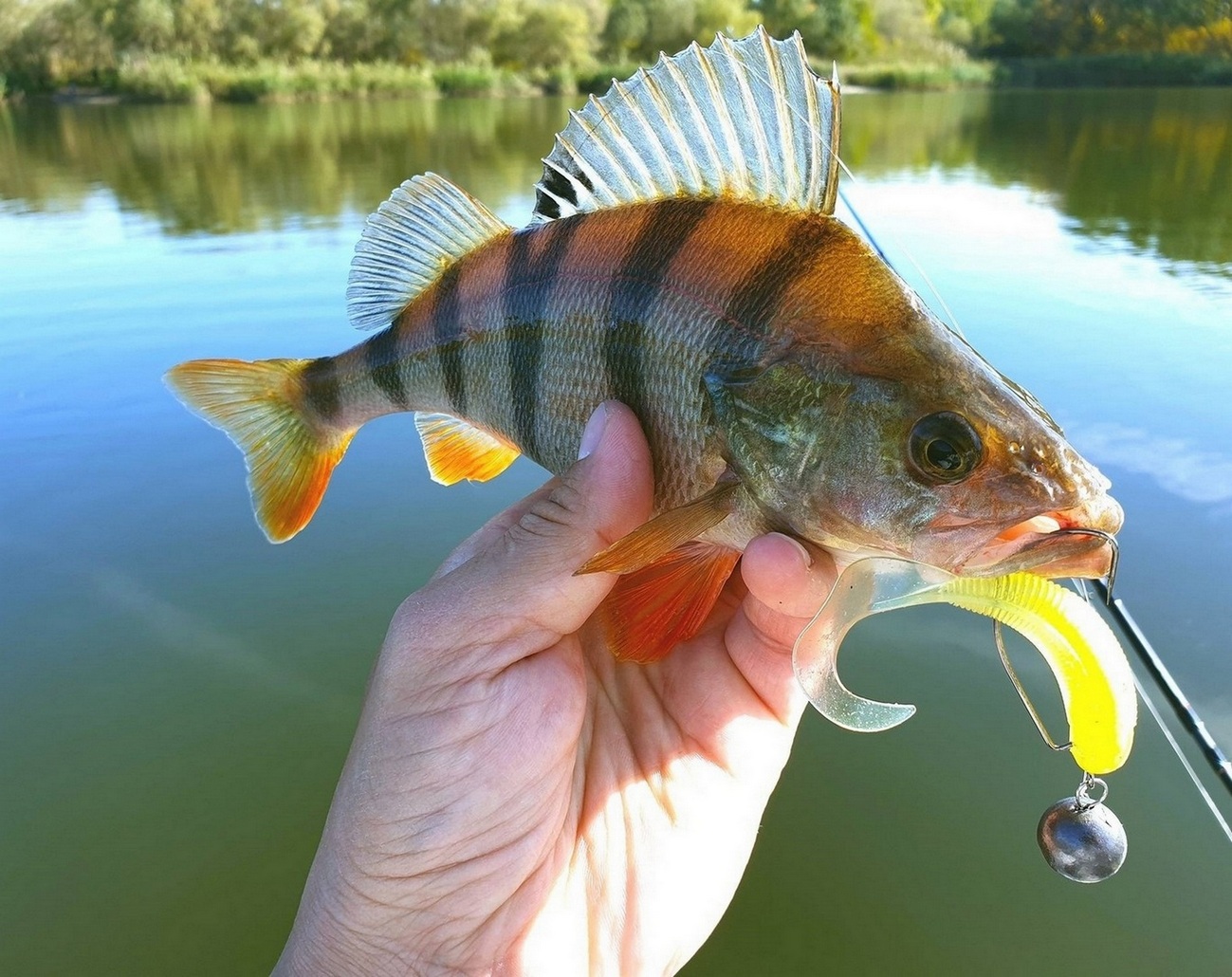 ���������